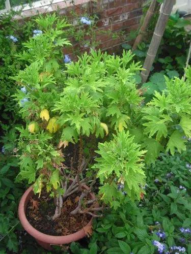 Citronella Pelargonium