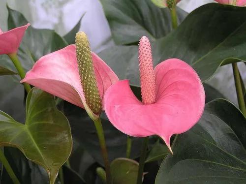 Lys flamant rose