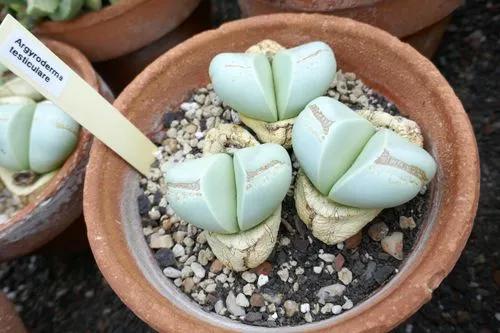 Argyroderma testiculare