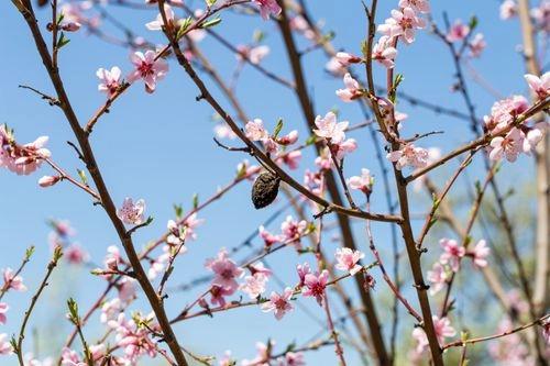 How to Grow Apricot Tree From Seed