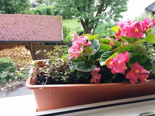 Begonie aus Wachs