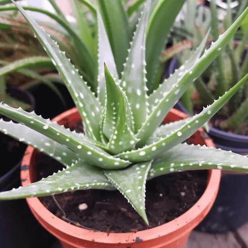 Aloe “pájaro de fuego”