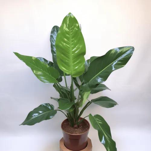 Anthurium Ellipticum