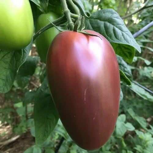 Purple Russian Tomato