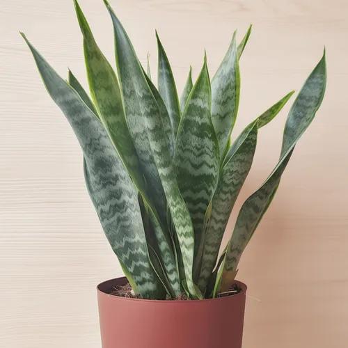 Jiboia Snake Plants