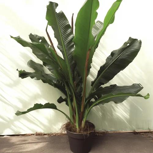 Anthurium Water Dragon