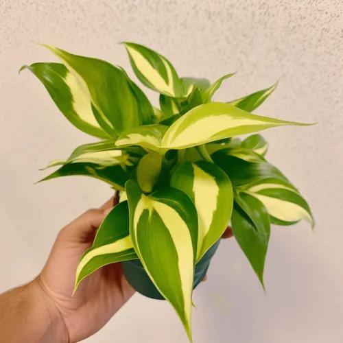 Philodendron-Cremespritzer