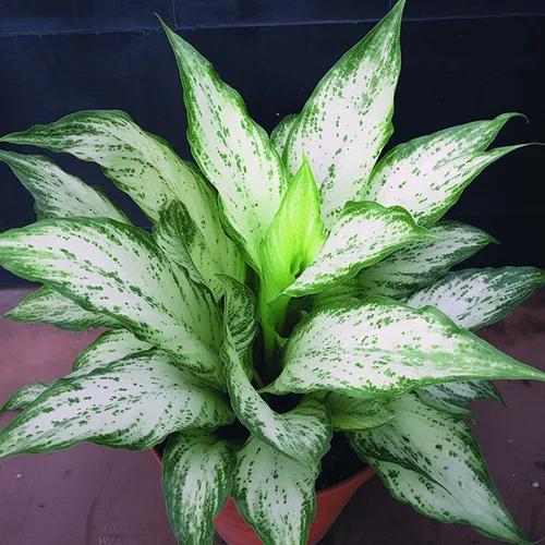 Dieffenbachia lumina