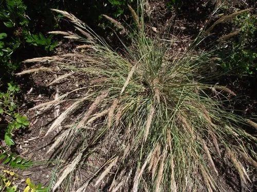 Leafy Reed Grass