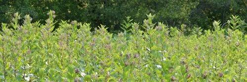 Milkweed