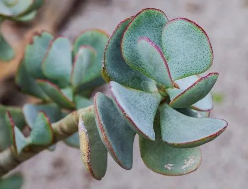Ripple Jade Plant