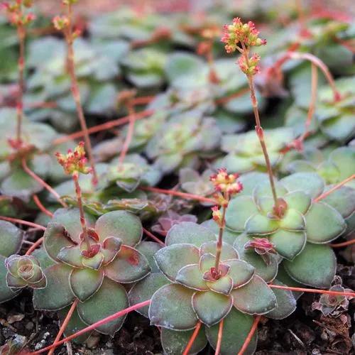 Crassula orbicularis