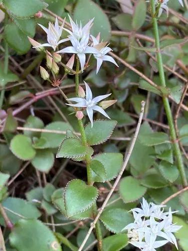 Crassula Sarmentosa 'Comet'