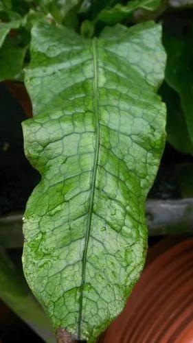 Krokodilfarn