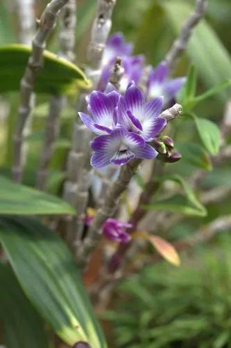 Dendrobium królowej Wiktorii