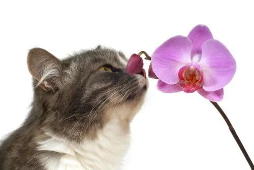 Are Orchids Poisonous to Cats & Dogs?