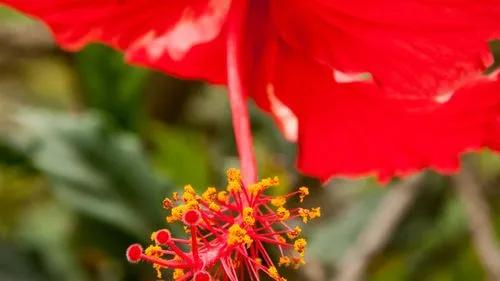 What’s the National Flower of Puerto Rico?