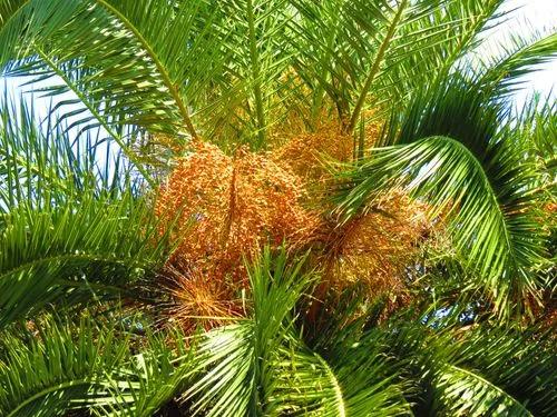 Giriba palm
