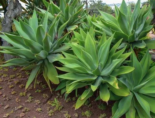 Foxtail Agave