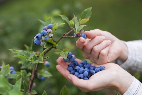 Full Guide on Blueberry Companion Plants