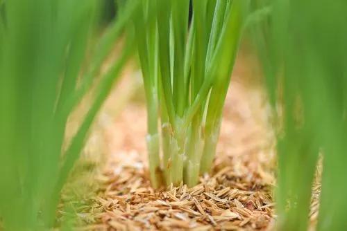 Full Guide on How to Grow Green Onions
