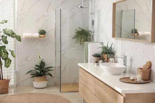 Best Shower Plants to Keep In Your Bathroom