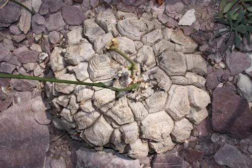 Tortoise Plant