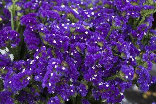 Sea lavender