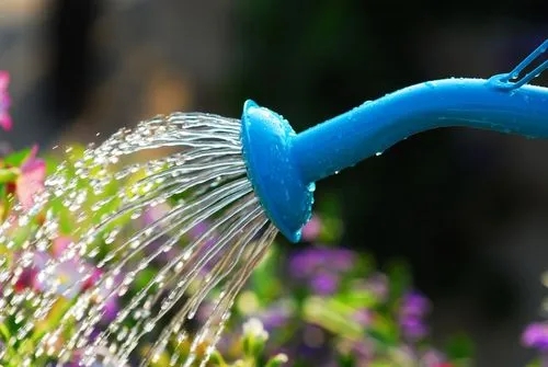 Complete Guide to Watering Plants in Hot Weather