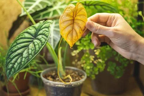 Full Guide on Plant Leaves Turning Yellow