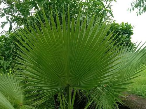 Chinese palm fan