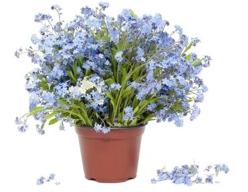 Common Forget-Me-Not