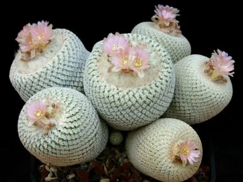 Ping Pong Ball Cactus