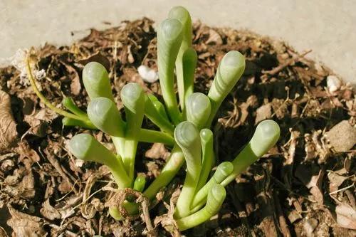 Baby Toes Plant