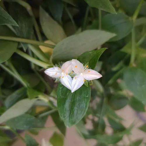 Small-Leaf Spiderwort