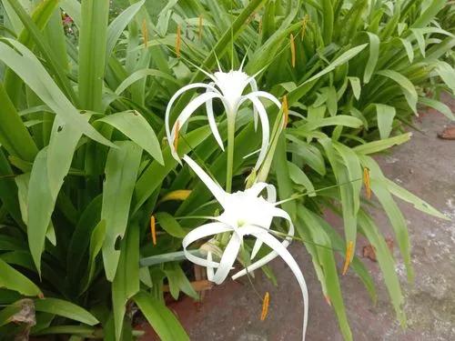 Beach Spider Lily