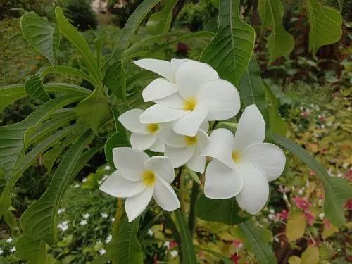Bridal Bouquet Plumeria