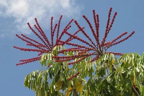 Australian Umbrella Tree