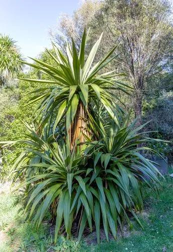 cordyline indivisa