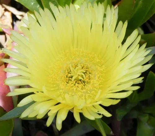Hottentot Fig