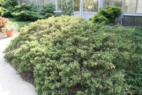Juniperus Davurica Expansa Variegata