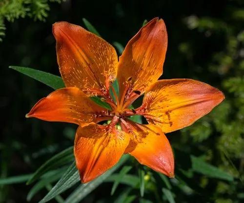 ​​Orange Lily