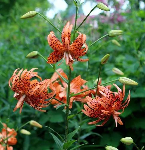 Tiger lily