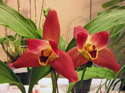 Lycaste Orchidea