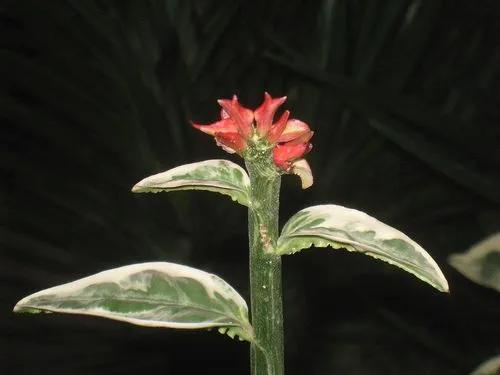 Planta espinazo del diablo