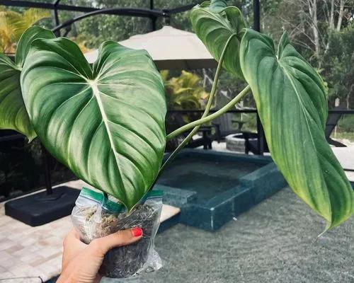 Philodendron Mc Dowell