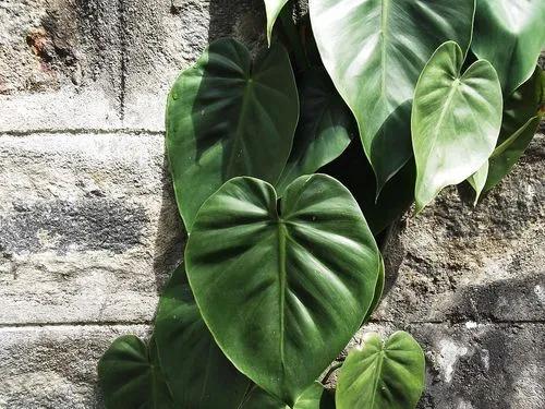 Micans Philodendron