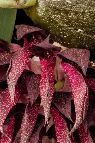 Tongue Orchid