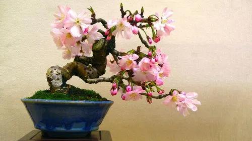 Sakura bonsai tree