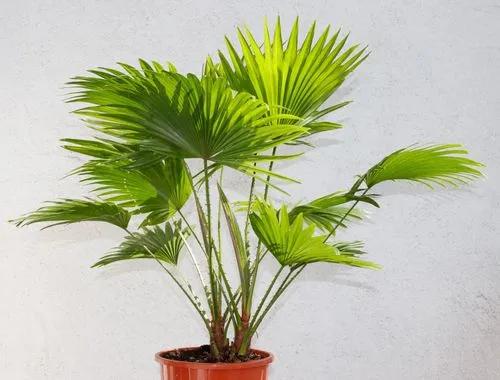 Footstool palm